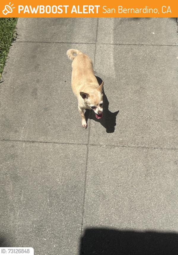 Found/Stray Unknown Dog last seen Marshall, San Bernardino, CA 92404
