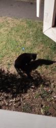 Found/Stray Unknown Cat last seen Featherby road, Medway, England 