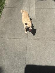 Found/Stray Unknown Dog last seen Marshall, San Bernardino, CA 92404