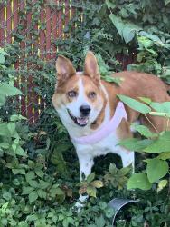Lost Female Dog last seen Ohio Avenue, Cincinnati, OH 45219