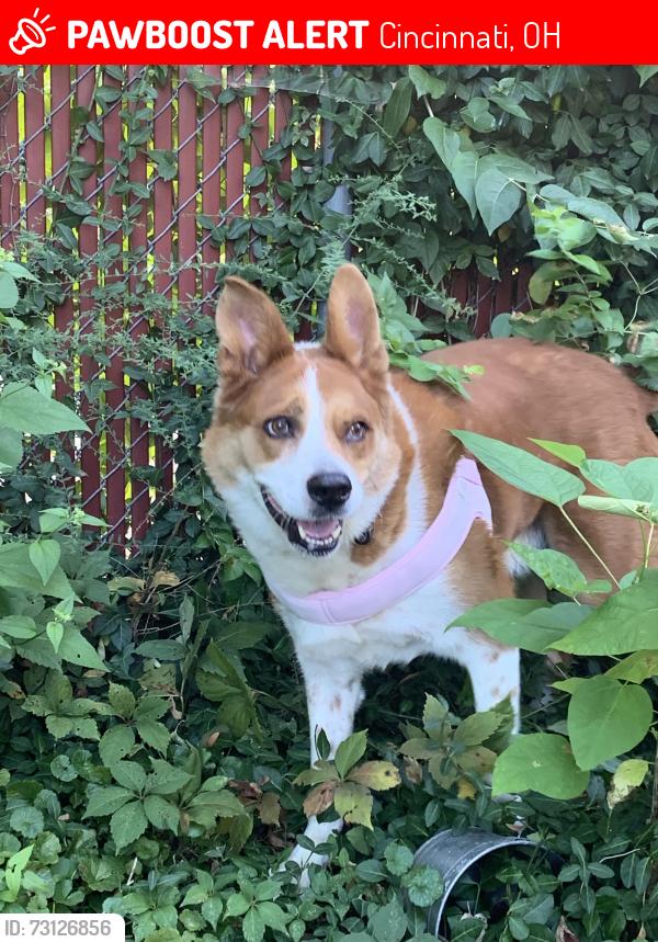 Lost Female Dog last seen Ohio Avenue, Cincinnati, OH 45219