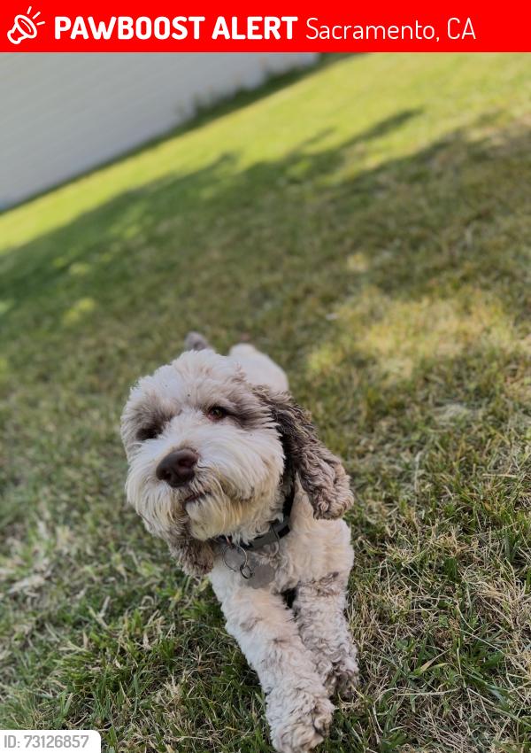 Lost Male Dog last seen Belden street and arcade blvd, Sacramento, CA 95838