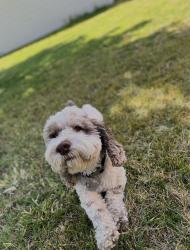 Lost Male Dog last seen Belden street and arcade blvd, Sacramento, CA 95838