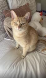 Lost Female Cat last seen Bishop cove rd, Fairview, NC 28730