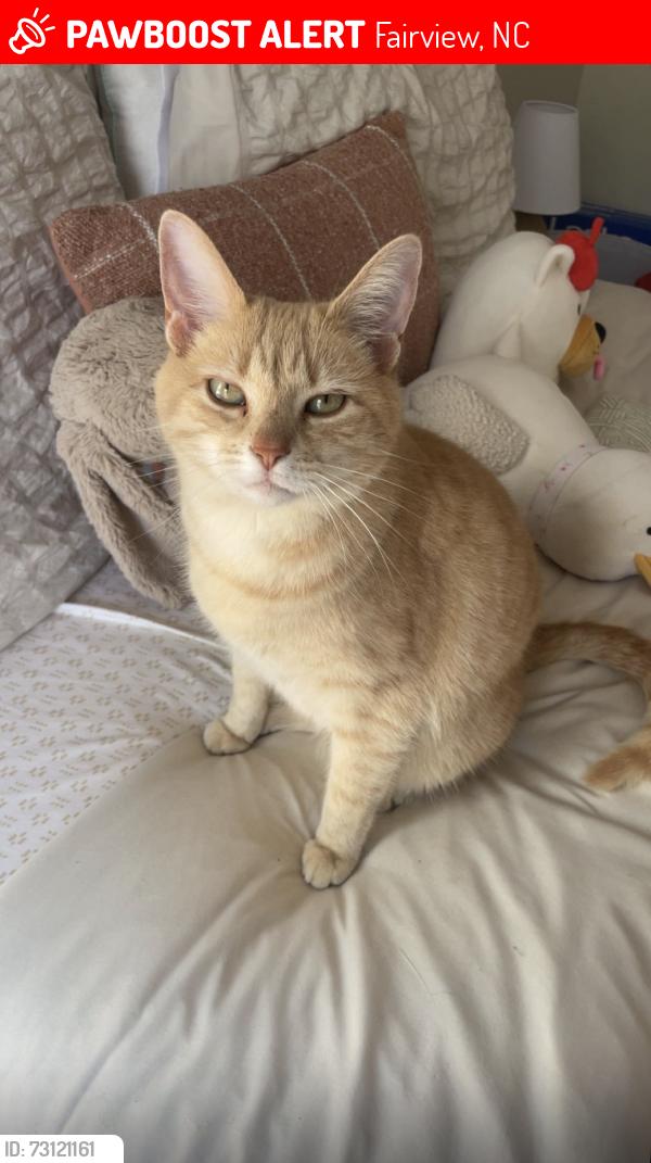Lost Female Cat last seen Bishop cove rd, Fairview, NC 28730