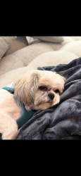 Lost Female Dog last seen Bradshaw Rd and River Plantation, Austin, TX 78747