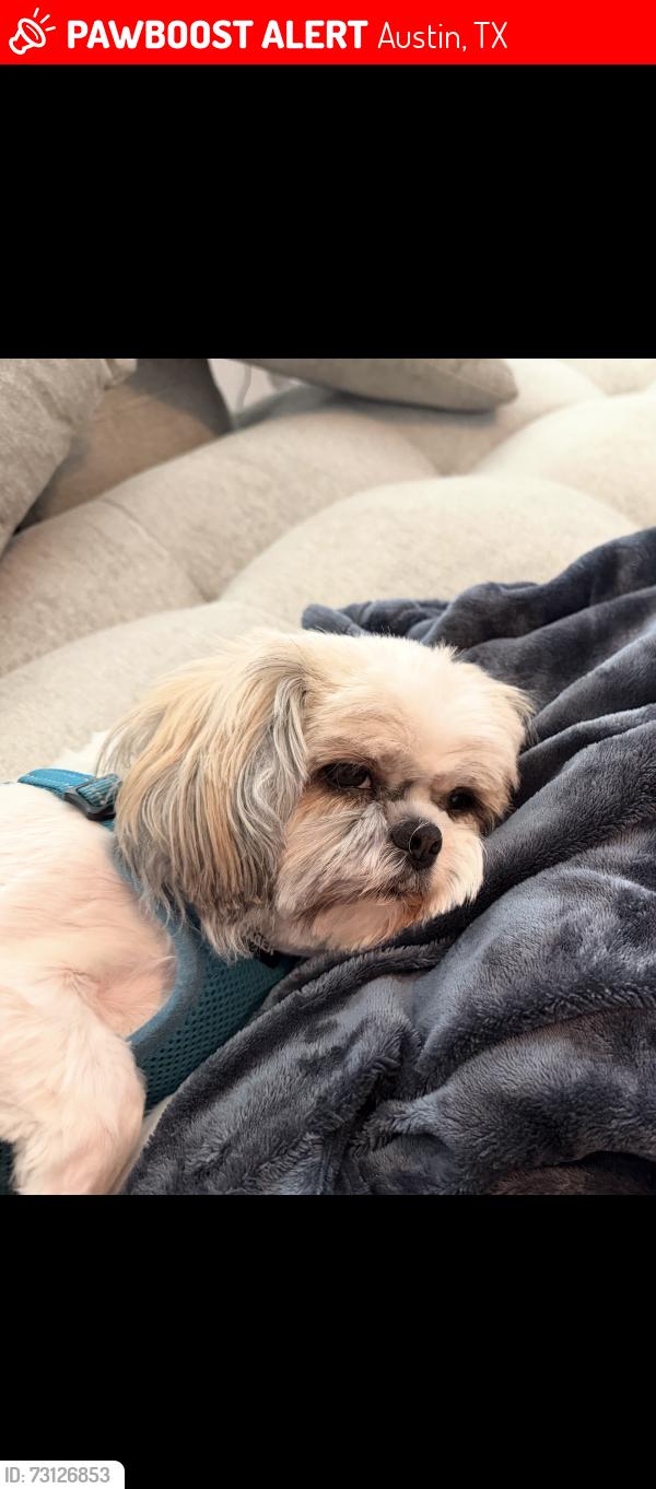 Lost Female Dog last seen Bradshaw Rd and River Plantation, Austin, TX 78747