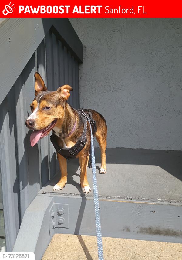 Lost Female Dog last seen Lake Mary wawa, Sanford, FL 32771