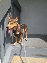 Lost Female Dog last seen Lake Mary wawa, Sanford, FL 32771