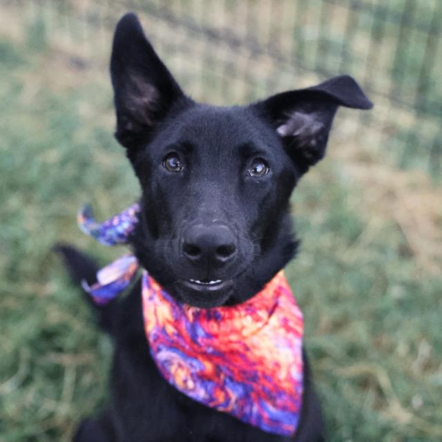 Shelter Stray Female Dog last seen Near BLOCK SAN PEDRO, 4710 TX-151, San Antonio, TX 78227, USA