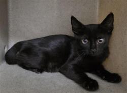 Shelter Stray Male Cat last seen Near BLOCK E HIGHLAND BLVD, 4710 TX-151, San Antonio, TX 78227, USA