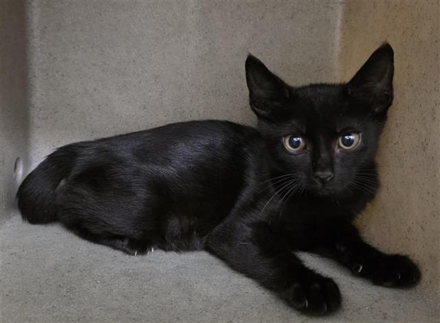 Shelter Stray Male Cat last seen Near BLOCK E HIGHLAND BLVD, 4710 TX-151, San Antonio, TX 78227, USA