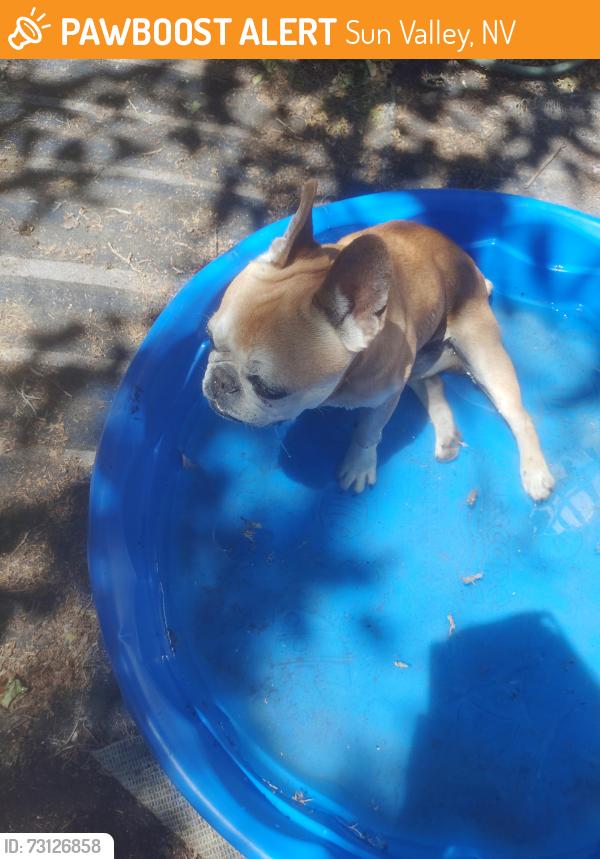 Found/Stray Male Dog last seen Amargosa, Sun Valley, NV 89433