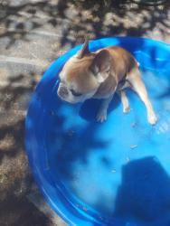 Found/Stray Male Dog last seen Amargosa, Sun Valley, NV 89433