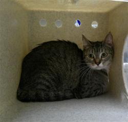 Shelter Stray Female Cat last seen Near BLOCK BIRCH TER, WINTER SPRINGS FL 32708, 232 Eslinger Way, Sanford, FL 32773, USA