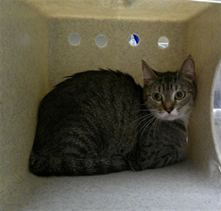 Shelter Stray Female Cat last seen Near BLOCK BIRCH TER, WINTER SPRINGS FL 32708, 232 Eslinger Way, Sanford, FL 32773, USA