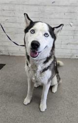 Shelter Stray Male Dog last seen Near BLOCK E ETIWANDA AVE, 333 Chandler Pl, San Bernardino, CA 92408, USA