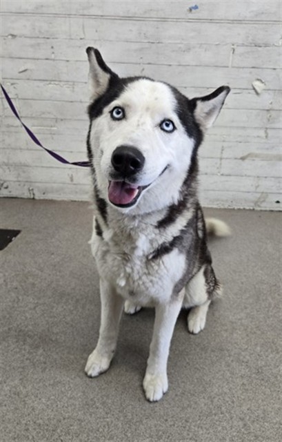 Shelter Stray Male Dog last seen Near BLOCK E ETIWANDA AVE, 333 Chandler Pl, San Bernardino, CA 92408, USA