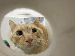 Shelter Stray Unknown Cat last seen Near BLOCK S 15TH PL, 3839 W Burnham St, West Milwaukee, WI 53215, USA