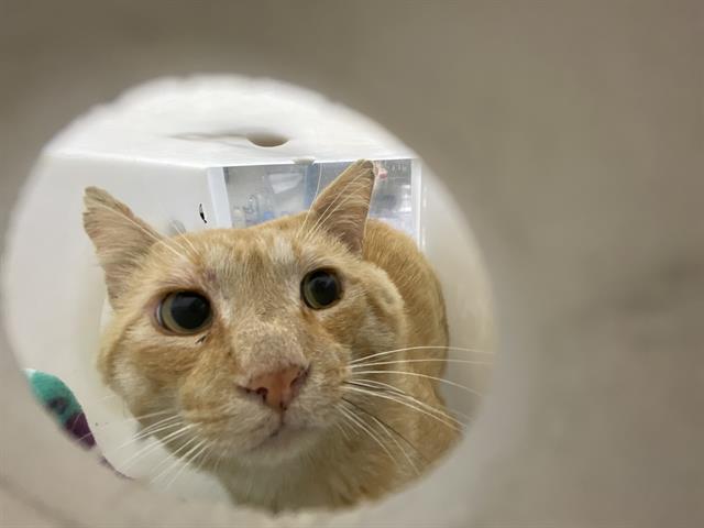 Shelter Stray Unknown Cat last seen Near BLOCK S 15TH PL, 3839 W Burnham St, West Milwaukee, WI 53215, USA