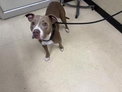 Shelter Stray Female Dog last seen Near BLOCK N 15TH ST, 3839 W Burnham St, West Milwaukee, WI 53215, USA