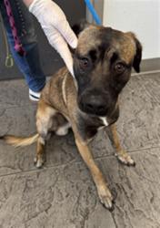 Shelter Stray Male Dog last seen , 11361 W Pico Blvd, Los Angeles, CA 90064, USA