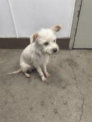 Shelter Stray Female Dog last seen , 4000 N Silverbell Rd, Tucson, AZ 85745, USA