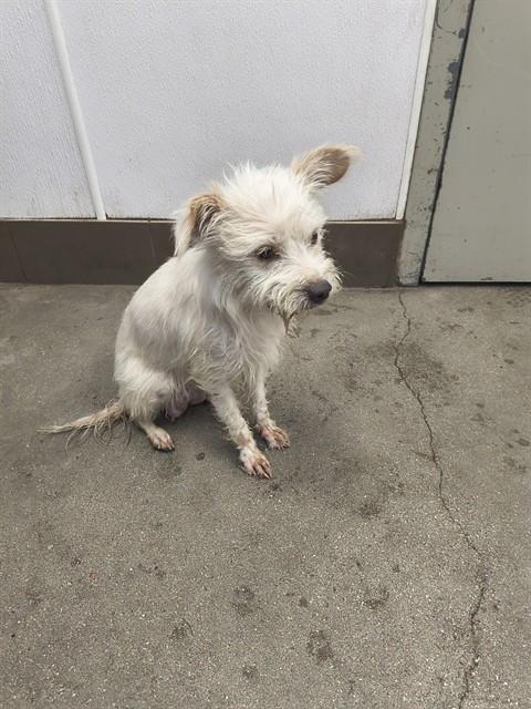 Shelter Stray Female Dog last seen , 4000 N Silverbell Rd, Tucson, AZ 85745, USA