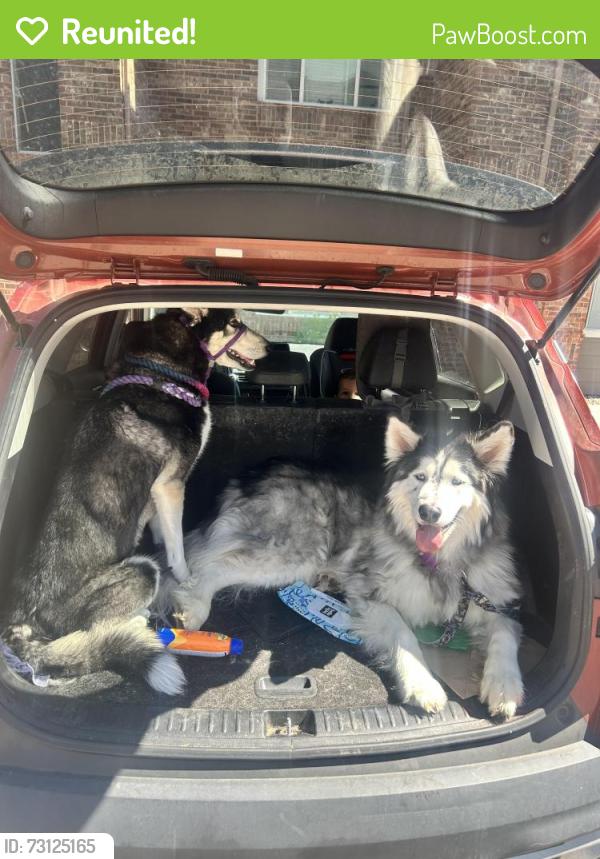 Reunited Male Dog last seen Simms & w Brandt pl, Littleton, CO 80127