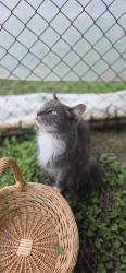 Lost Male Cat last seen Lost between Hwy K and 3 mile rd along hwy U, Raymond, WI 53126
