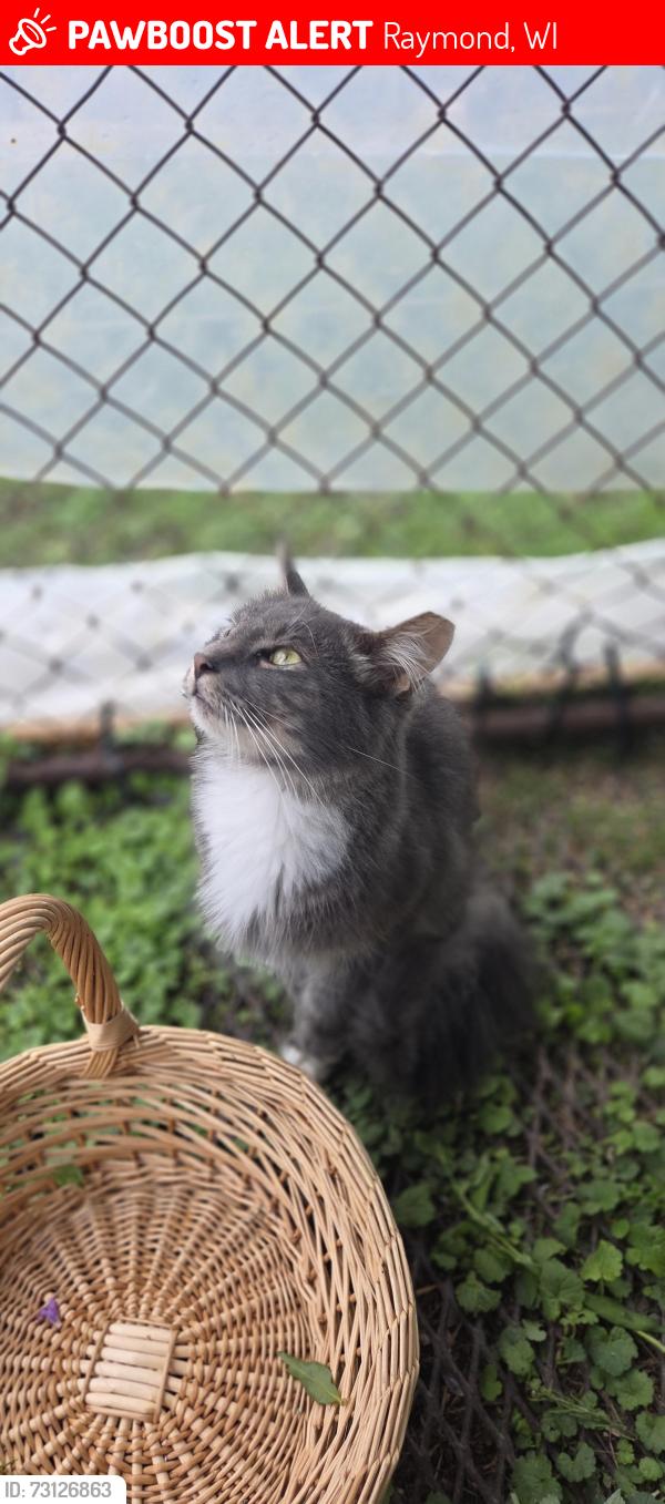 Lost Male Cat last seen Lost between Hwy K and 3 mile rd along hwy U, Raymond, WI 53126
