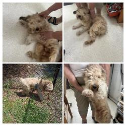 Found/Stray Male Dog last seen Como/Johns, Port Charlotte, FL 33948