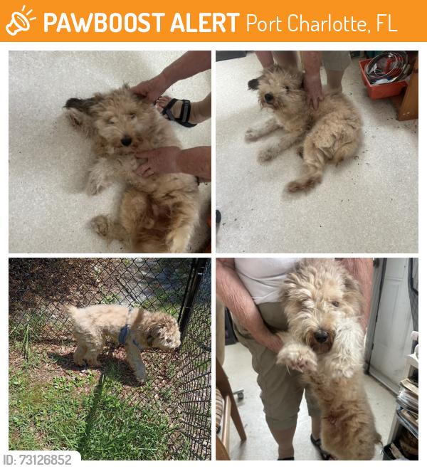 Found/Stray Male Dog last seen Como/Johns, Port Charlotte, FL 33948