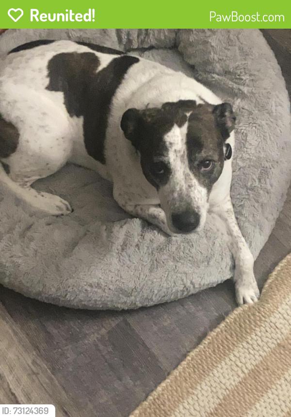 Reunited Female Dog last seen Last seen was on fence st, Austin, TX 78744