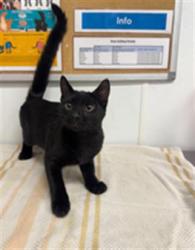 Shelter Stray Male Cat last seen , 600 Aviation Dr, Camarillo, CA 93010, USA