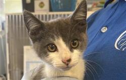 Shelter Stray Male Cat last seen , 600 Aviation Dr, Camarillo, CA 93010, USA