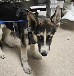 Shelter Stray Male Dog last seen Near BLOCK GOSFORD RD, BAKERSFIELD CA 93311, 3951 Fruitvale Ave, Bakersfield, CA 93308, USA