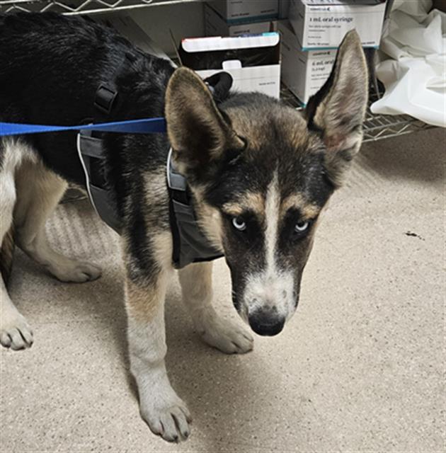 Shelter Stray Male Dog last seen Near BLOCK GOSFORD RD, BAKERSFIELD CA 93311, 3951 Fruitvale Ave, Bakersfield, CA 93308, USA
