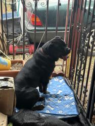 Lost Male Dog last seen Pacific, Burbank, CA 91505