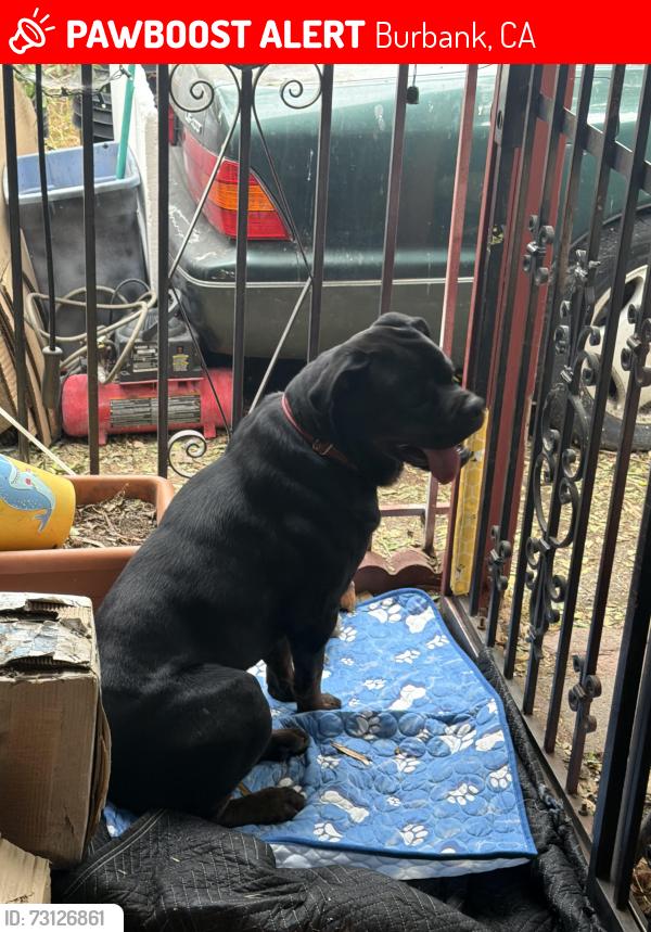 Lost Male Dog last seen Pacific, Burbank, CA 91505