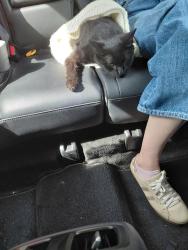 Found/Stray Unknown Cat last seen North Riverside park mall, Riverside, IL 60546