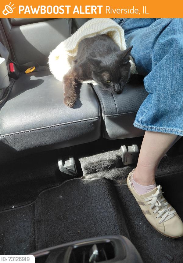 Found/Stray Unknown Cat last seen North Riverside park mall, Riverside, IL 60546