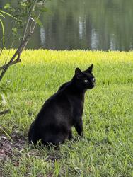 Lost Male Cat last seen San Pablo Blvd, Jacksonville, FL 32224