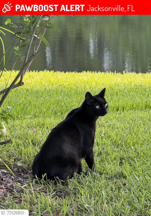 Lost Male Cat last seen San Pablo Blvd, Jacksonville, FL 32224