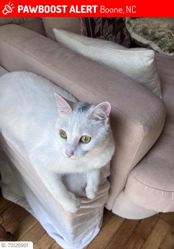 Lost Female Cat last seen Hayes St & Hill St, Boone, NC 28607