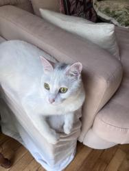 Lost Female Cat last seen Hayes St & Hill St, Boone, NC 28607