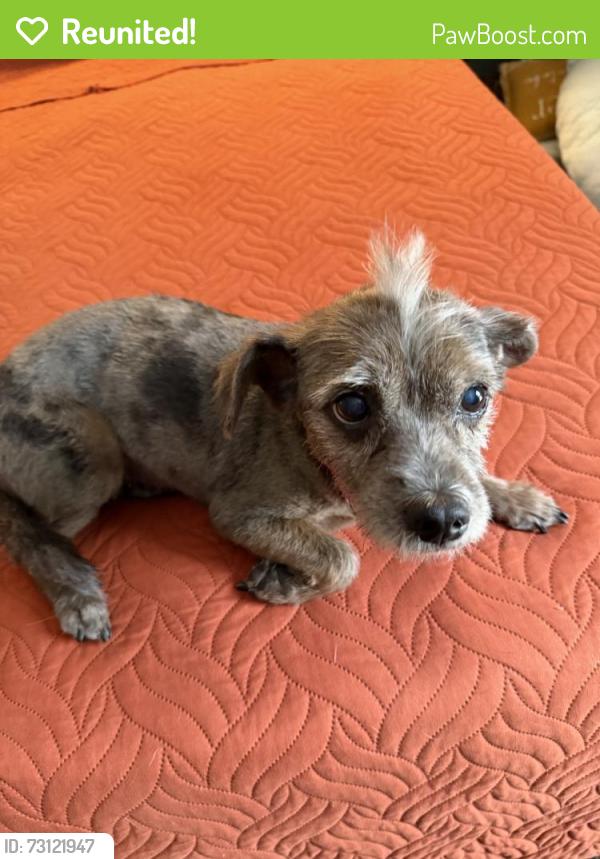 Reunited Female Dog last seen Near Plaza Cir, Crosby, TX 77532, USA, Crosby, TX 77532