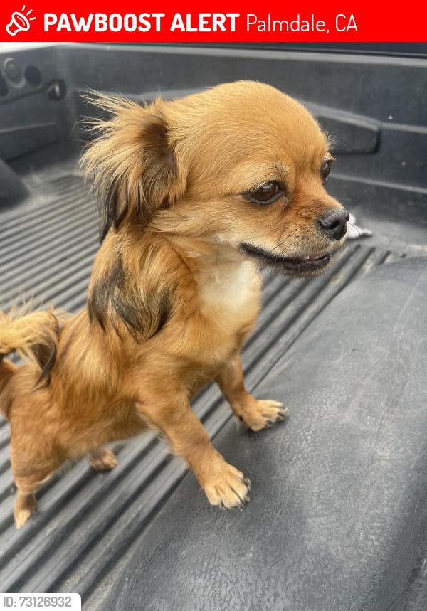 Lost Female Dog last seen 57th Street east and Ave R in Palmdale, ca, Palmdale, CA 93552