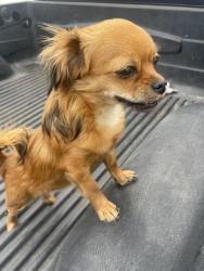 Lost Female Dog last seen 57th Street east and Ave R in Palmdale, ca, Palmdale, CA 93552