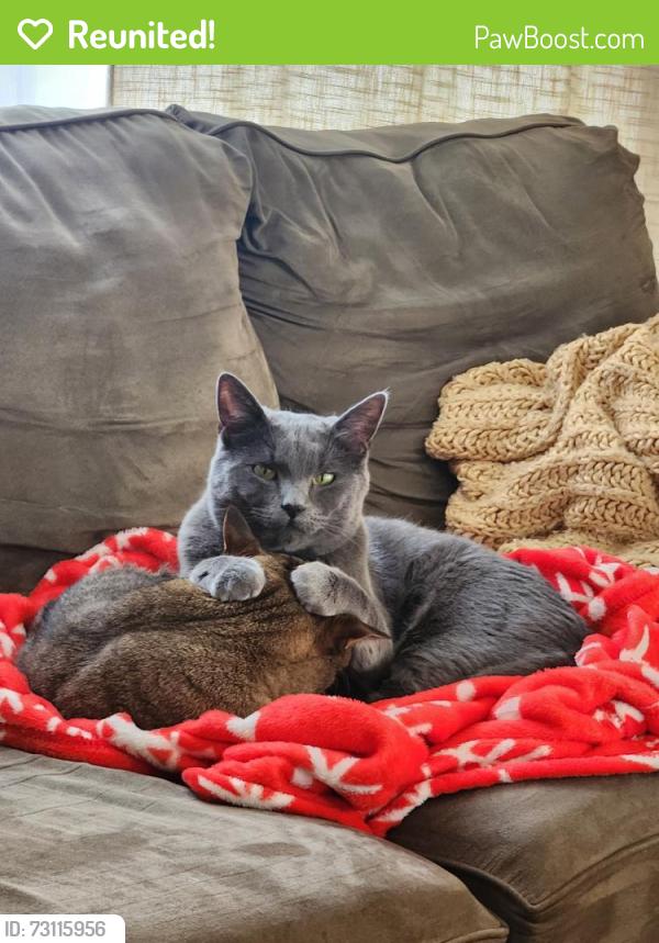 Reunited Male Cat last seen Auburn street and 195th Ave. in Elk River, MN., Elk River, MN 55330